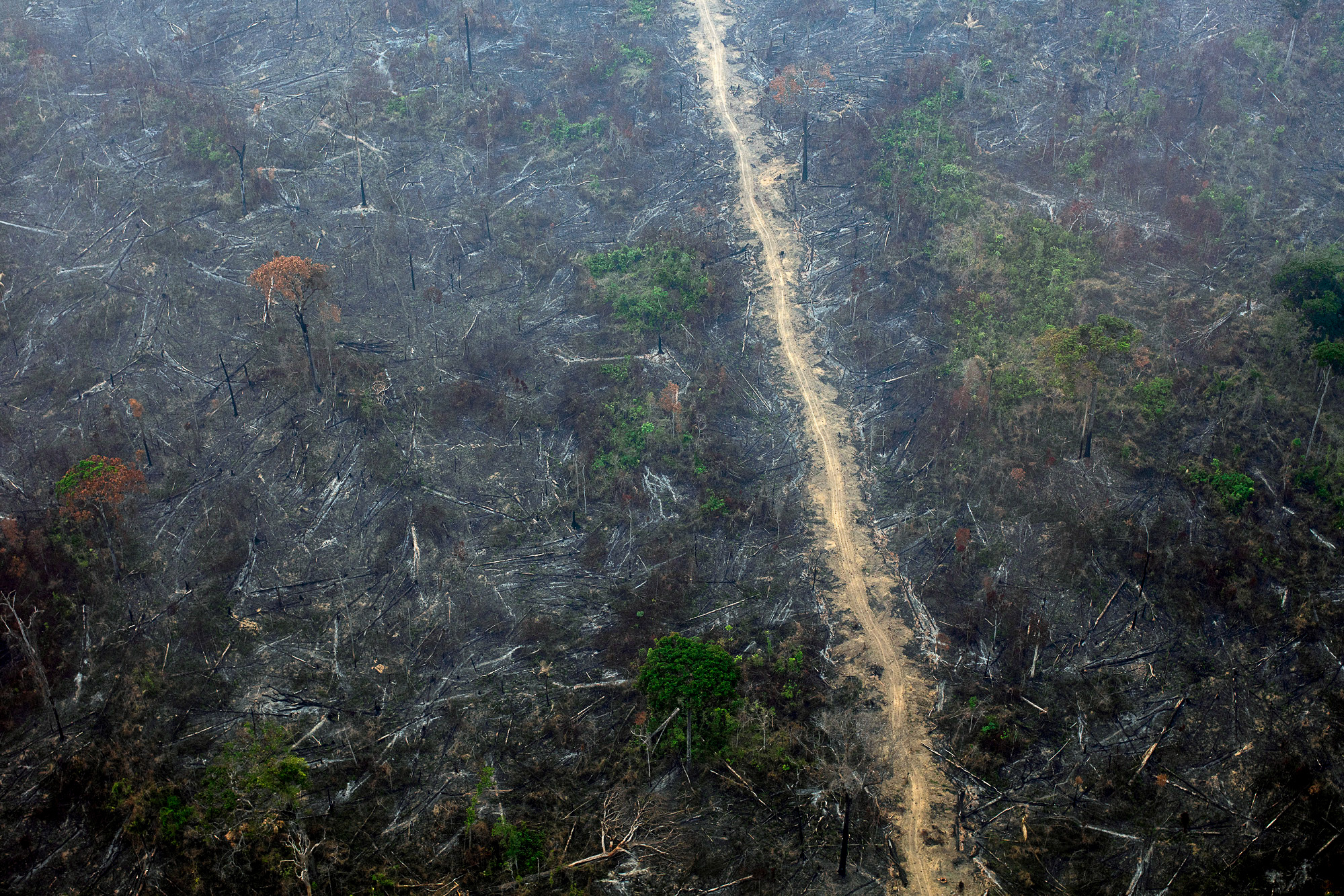 vista aérea de un bosque después de un incendio