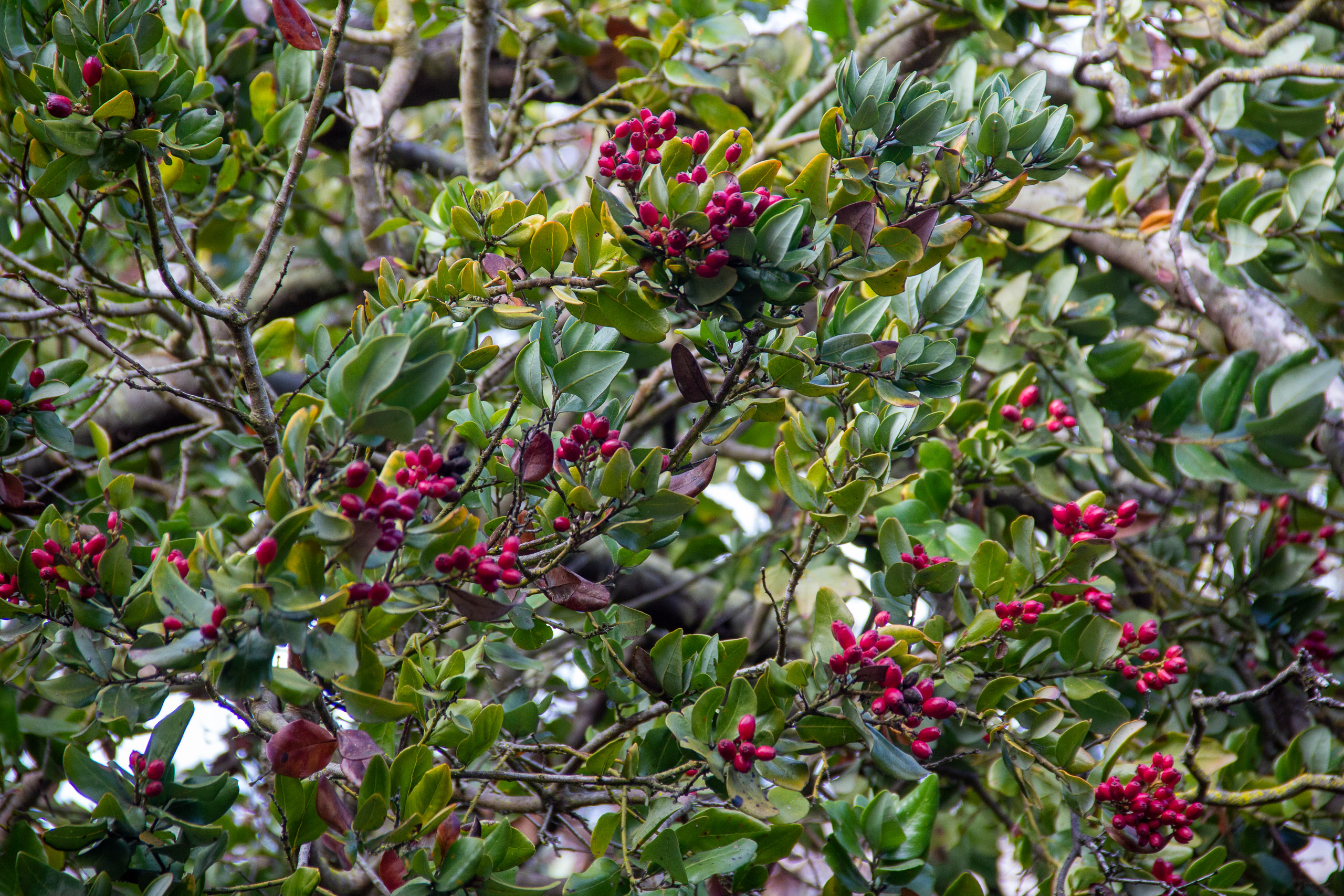 Peumo (Cryptocarya alba) no parque El Boldo, em Zapallar, região de Valparaíso