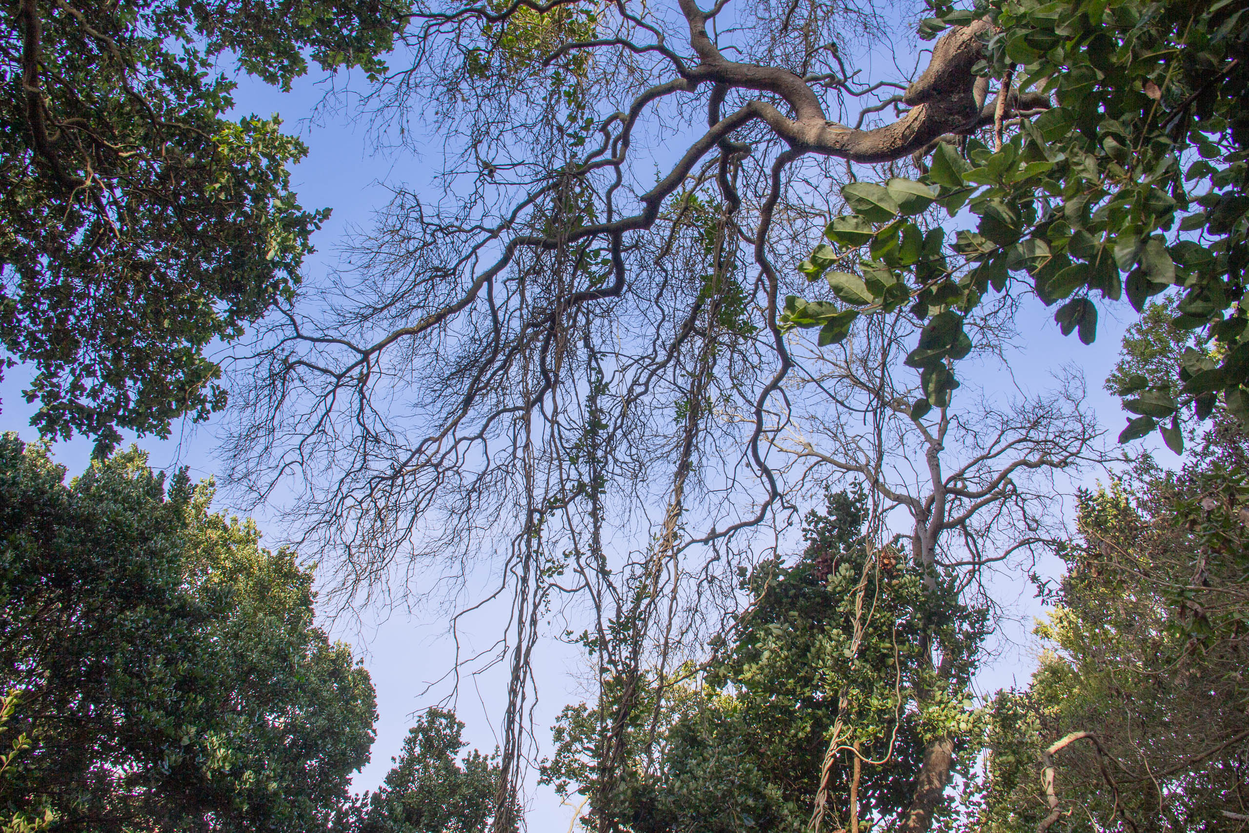 A large tree with extensive branches and lush green leaves