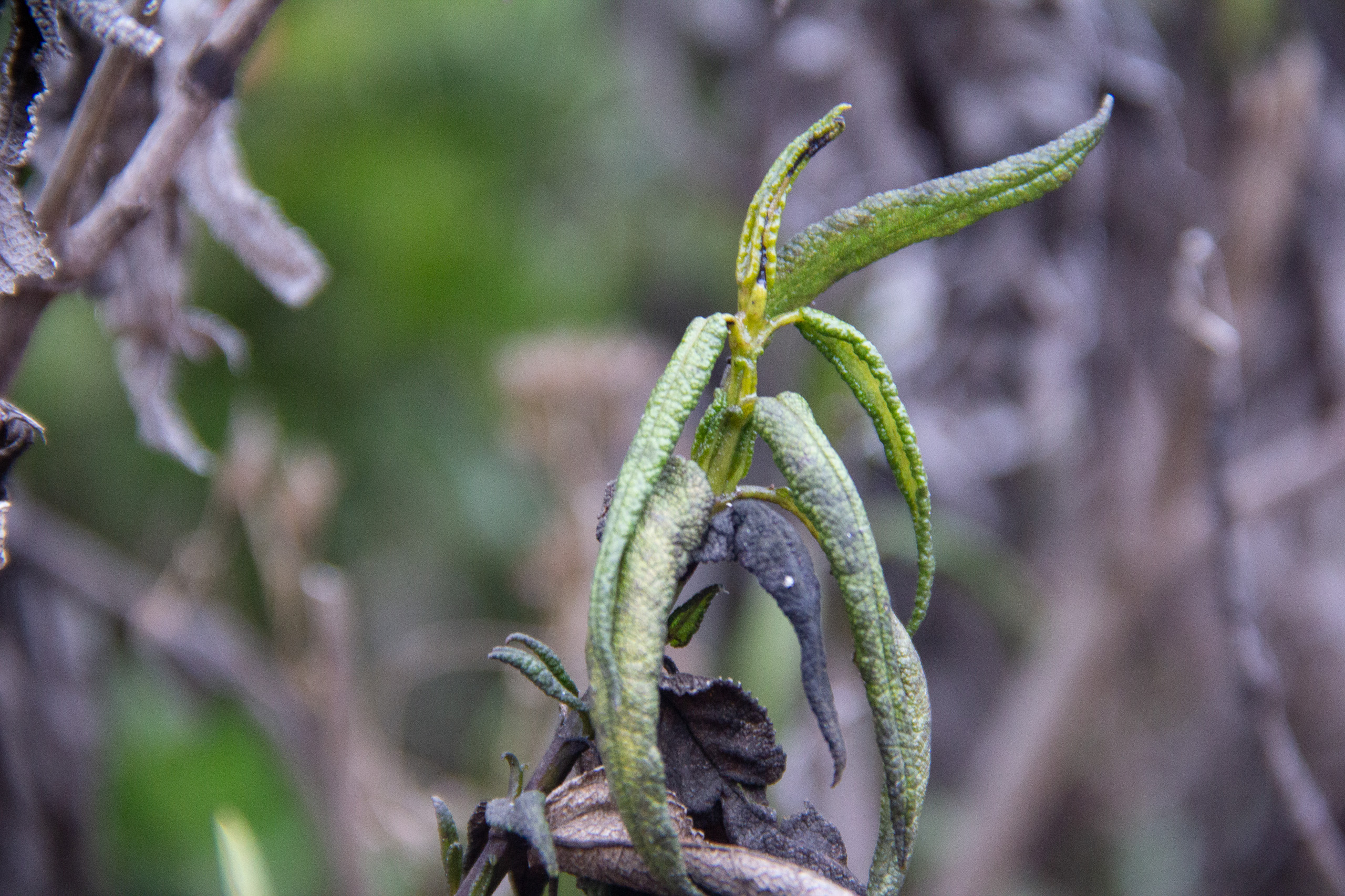A dried-out palo negro in a forest