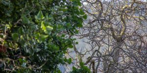 <p>In central Chile, a sclerophyllous forest on the brink of collapse is being defended by private citizens (Image: Carolina Pedreros)</p>
