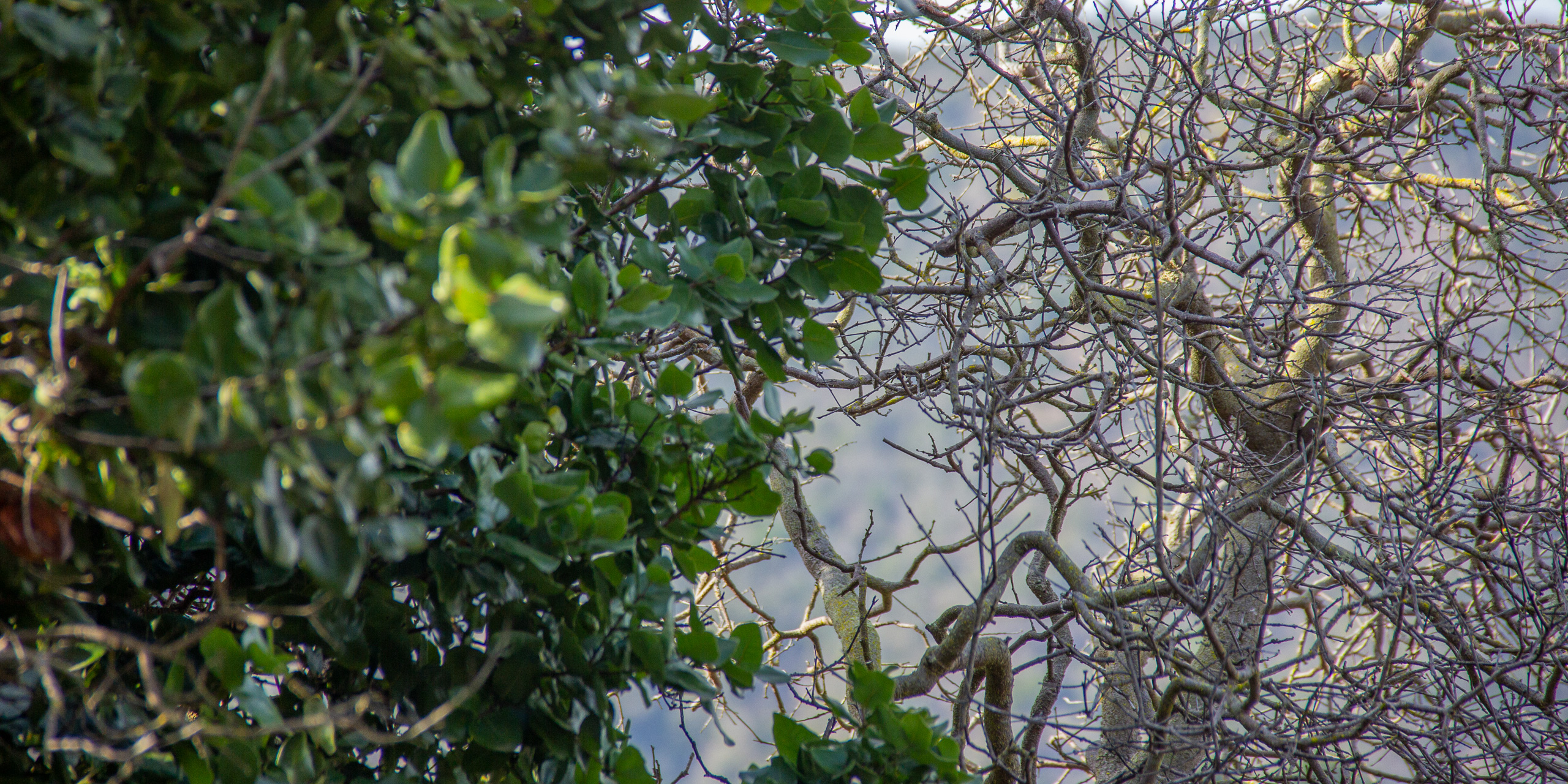 <p>In central Chile, a sclerophyllous forest on the brink of collapse is being defended by private citizens (Image: Carolina Pedreros)</p>