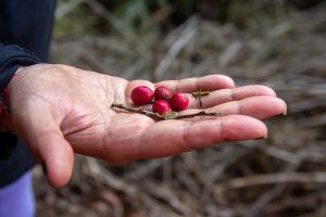 A person's open palm holds four small, round, bright red berries