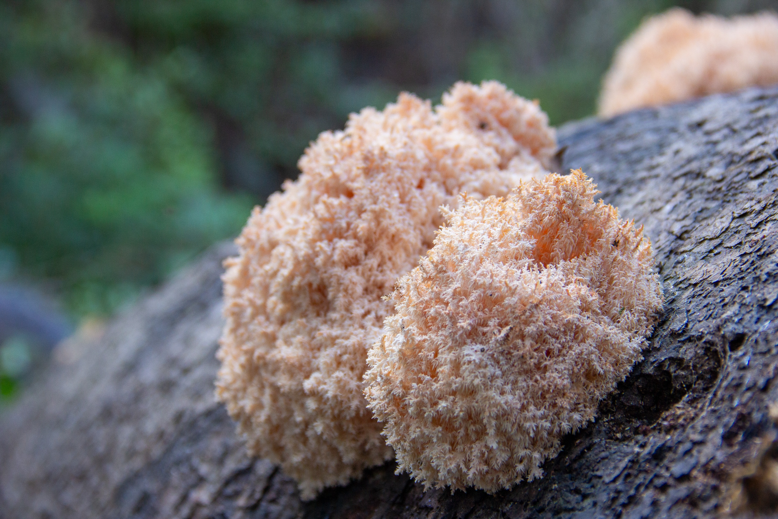 Un hongo barba de coral pegado a una roca