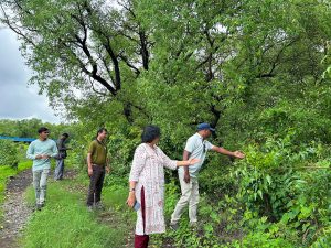 A group of five people inspecting a mangrove field