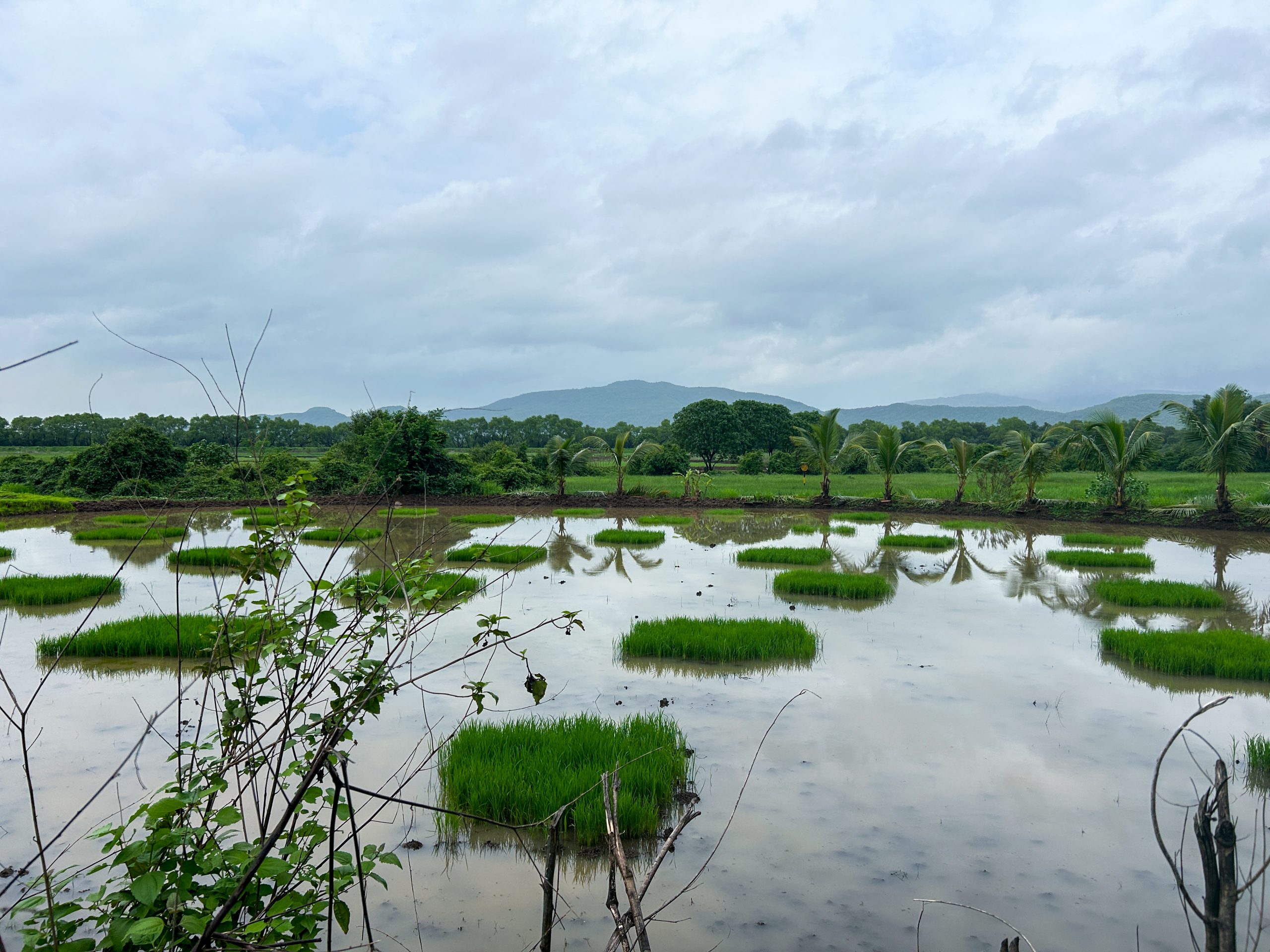 What makes multinational companies conserve mangroves in India?