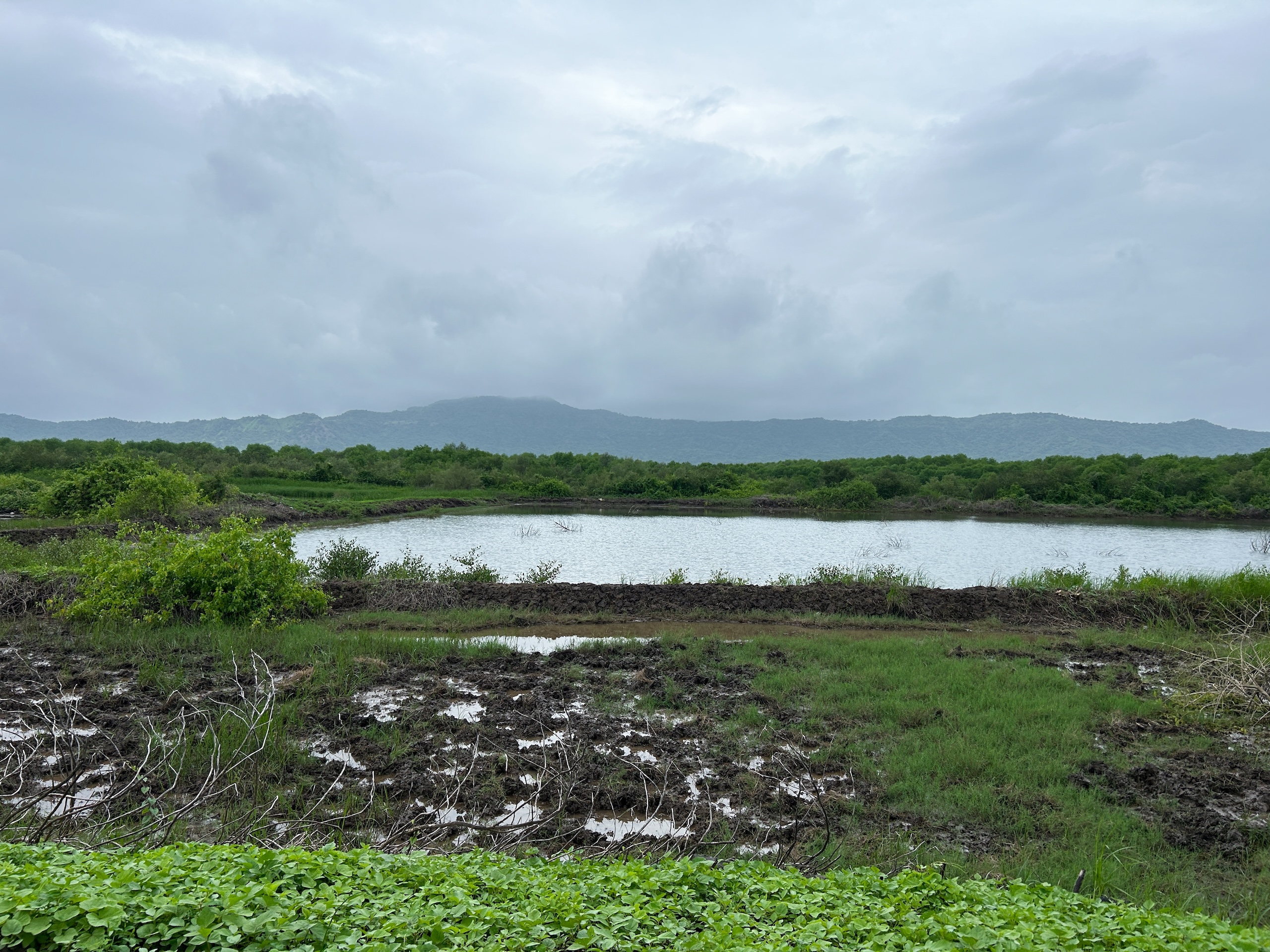 A pond sits before a mangrove forest in distant, with intrusion farmland foreground