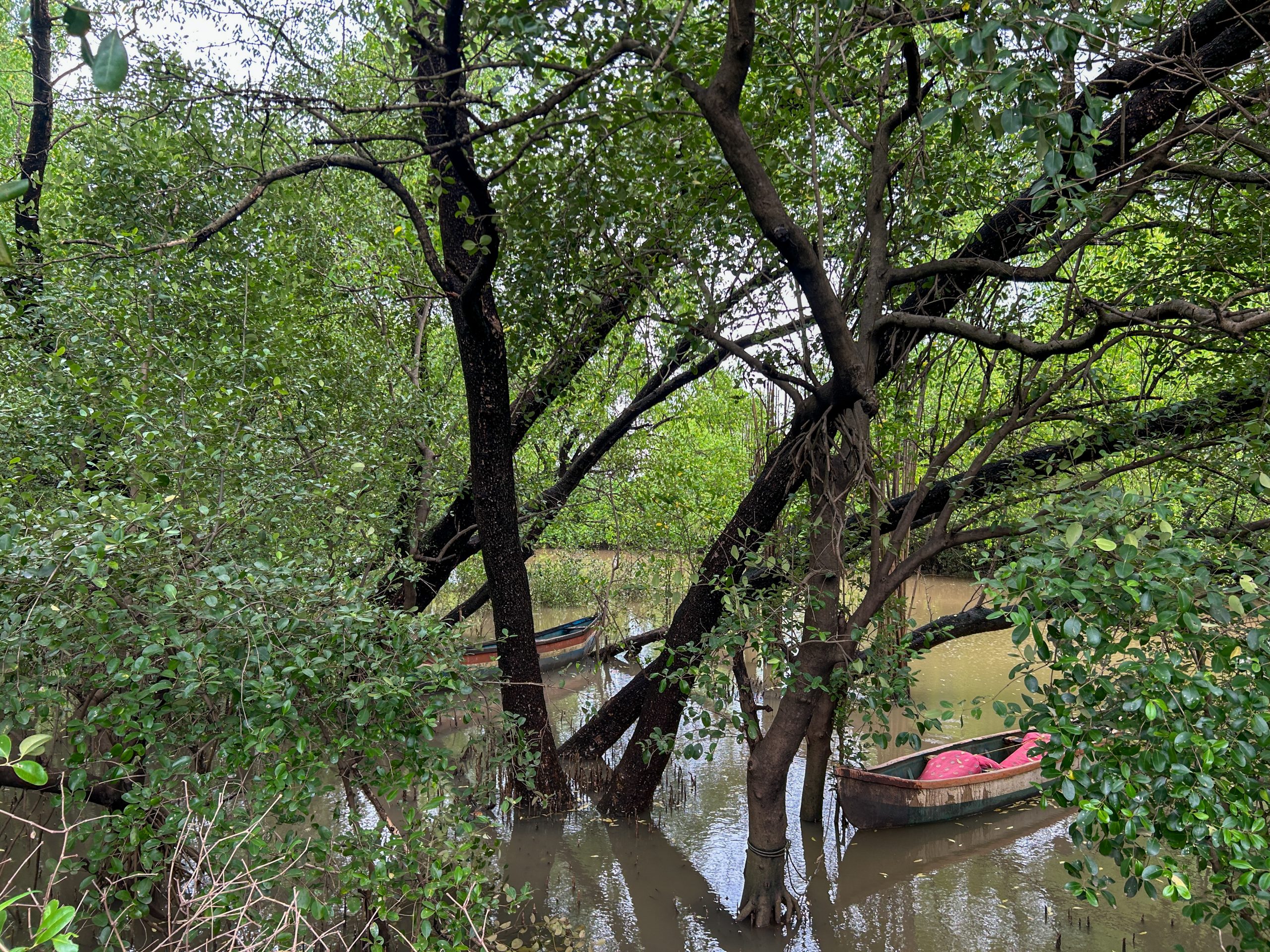 Two small wooden boats rest in the water of a mangrove forest
