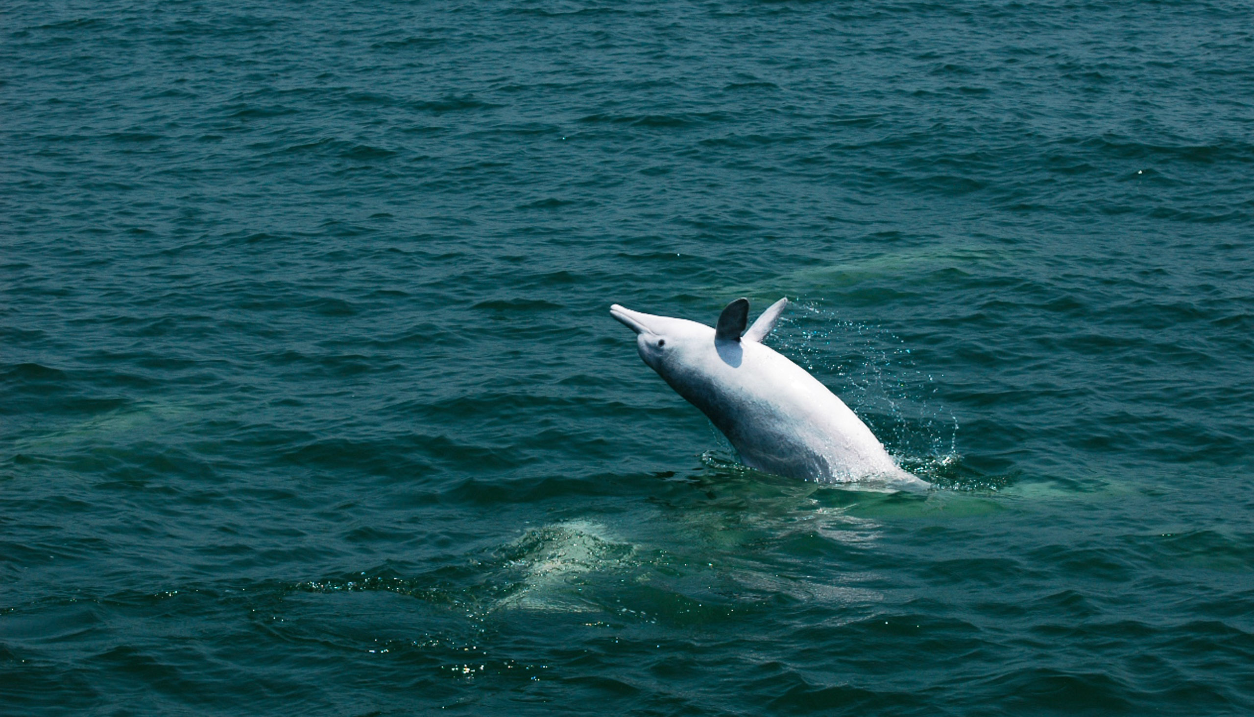<p>Chinese white dolphins are usually found in shallow waters, where large freshwater rivers meet the sea. This pod lives off Tung Chang Island, Hong Kong (Image: <a href="https://flic.kr/p/9dhCdJ">Danny Chan</a> / <a href="https://www.flickr.com/photos/zingularity/">Flickr</a>, <a href="https://creativecommons.org/licenses/by-nc-sa/2.0/deed.en">CC BY-NC-SA</a>)</p>