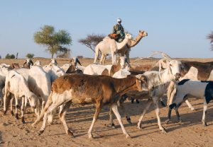 A person riding a camel leads a large herd of sheep and goats across a dry, sandy field