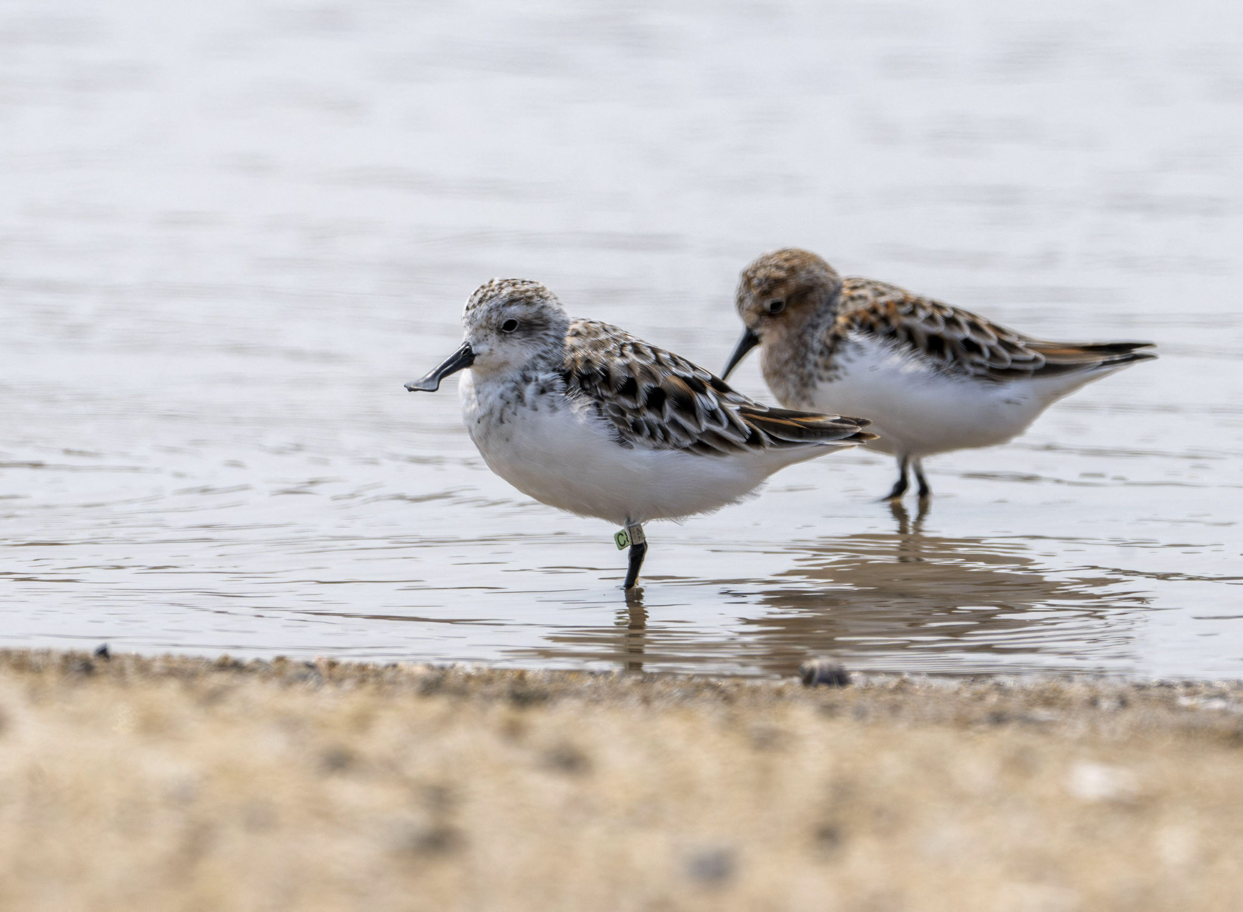 two birds standing at water's edge
