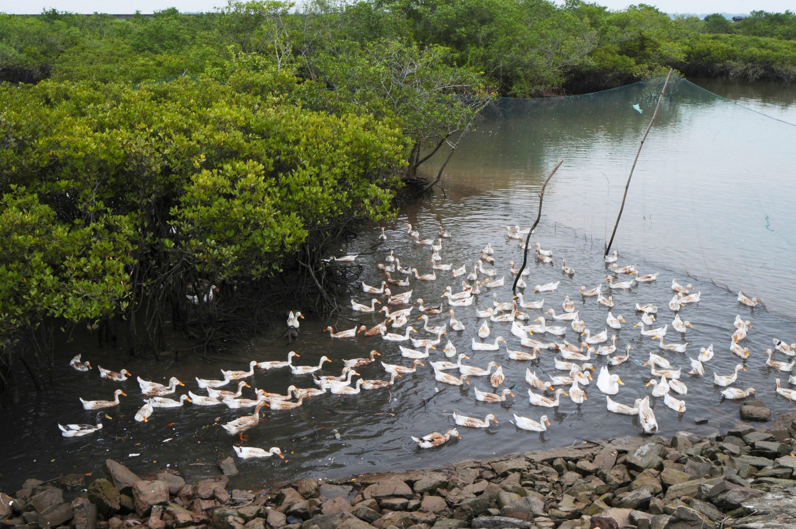 ducks in mangrove 