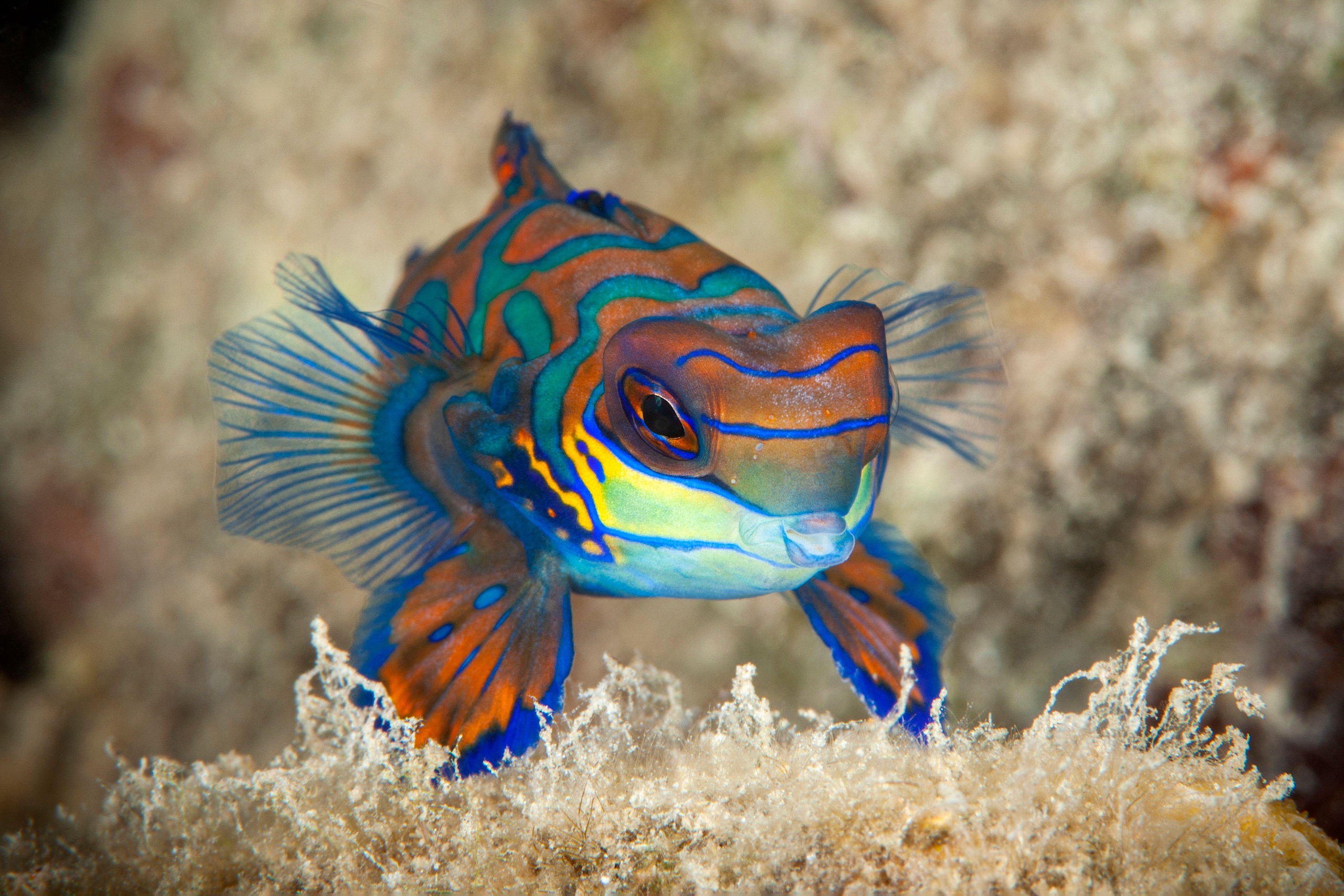<p>A mandarinfish in Micronesia, Palau (Image: Reinhard Dirscherl / Alamy)</p>