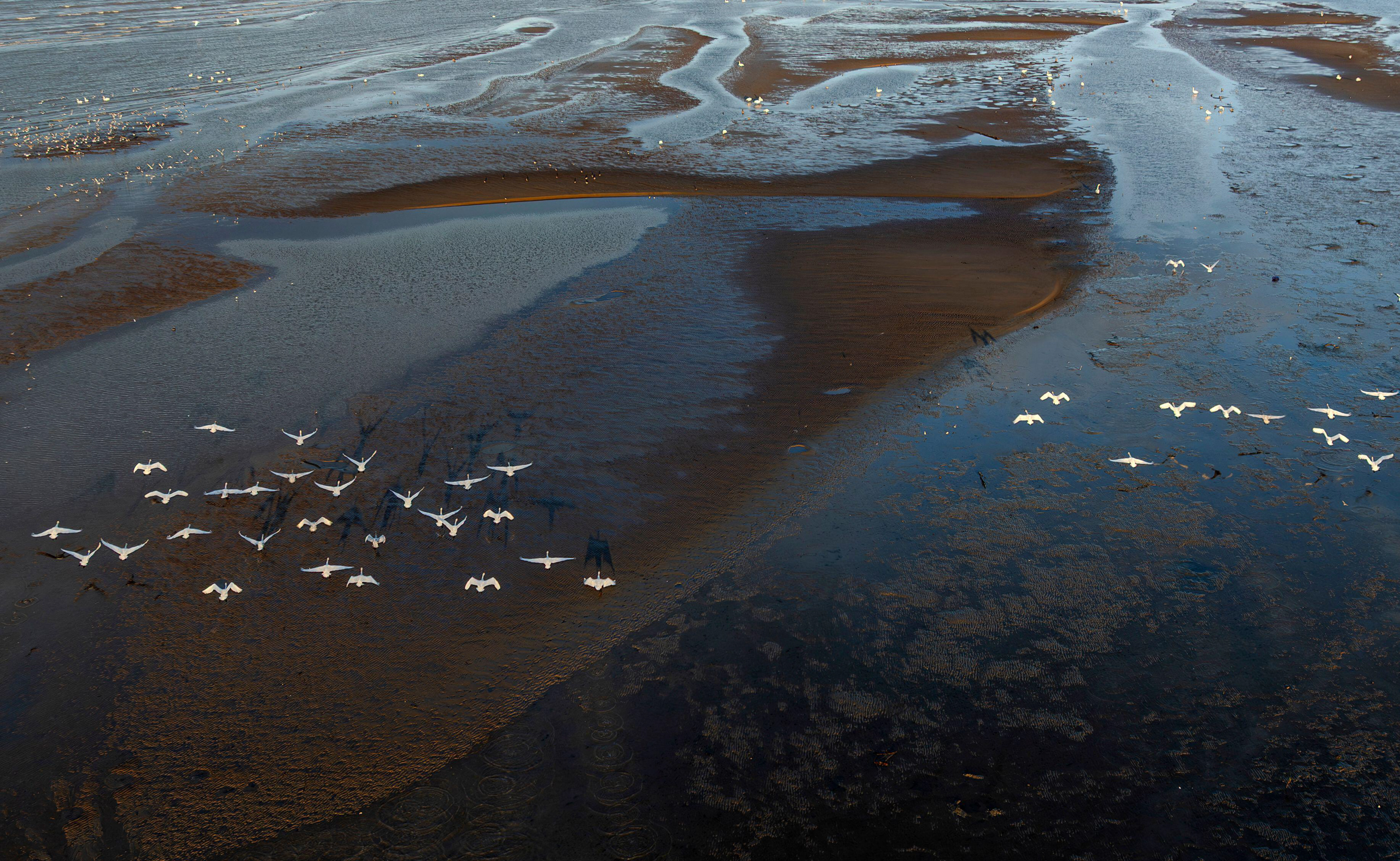 <p>Tundra swans fly over the Minjiang estuary wetland national nature park, one of the most important coastal wetland reserves in Fujian province, south-east China (Image: Wei Peiquan / Imago / Alamy)</p>
