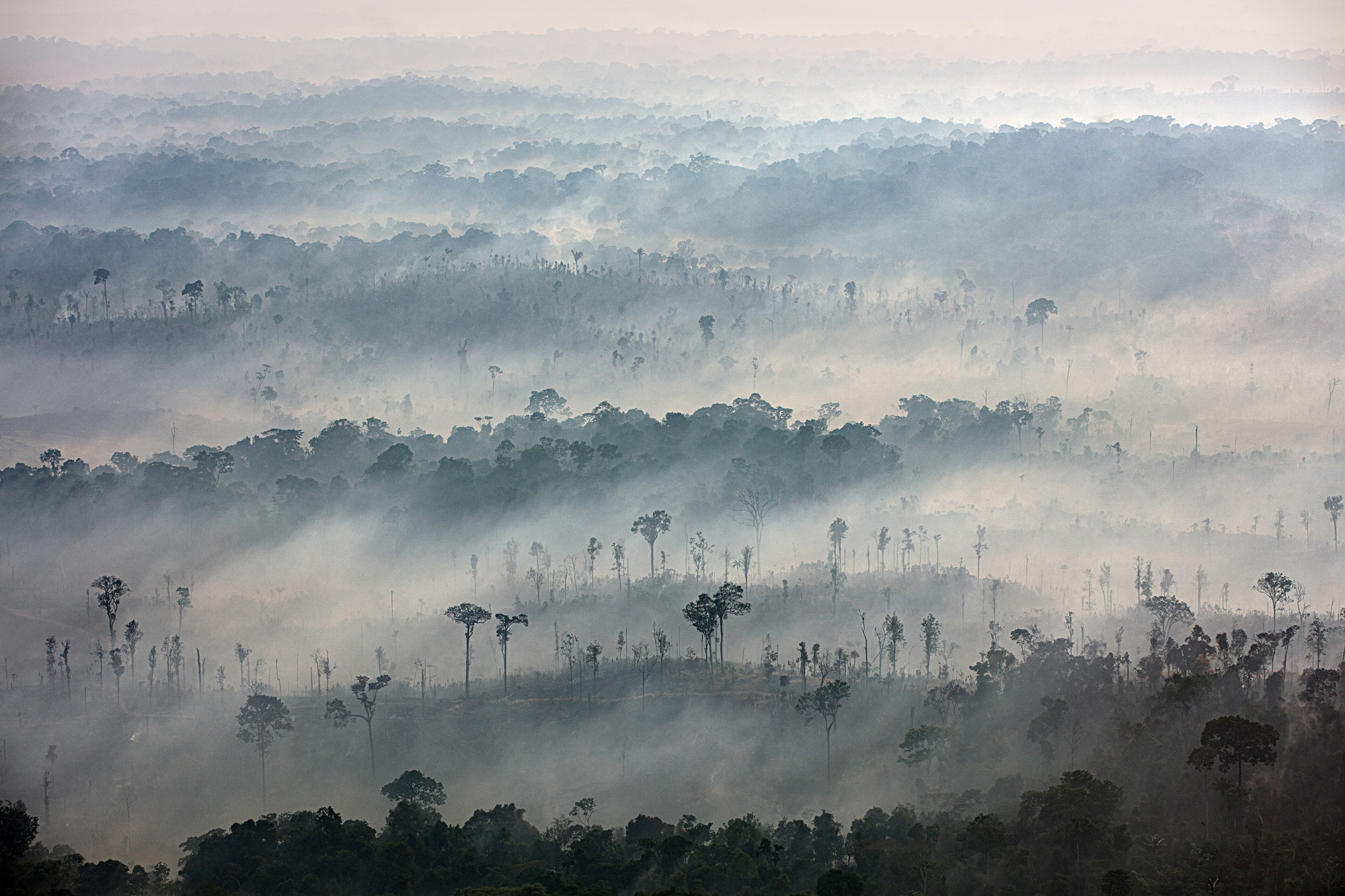 smoke covered forest
