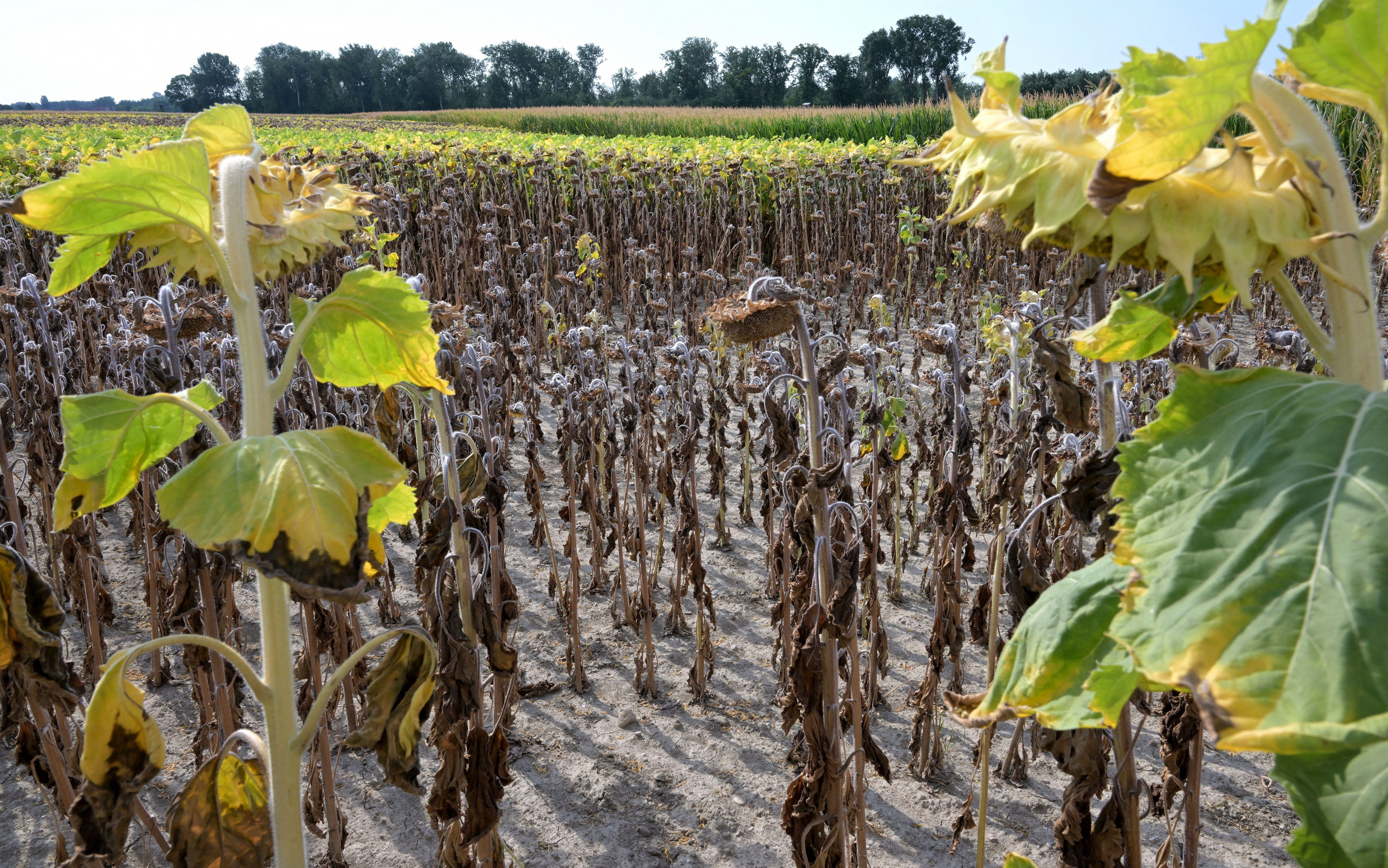 Parched sunflower field
