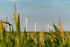 Wind turbines in field