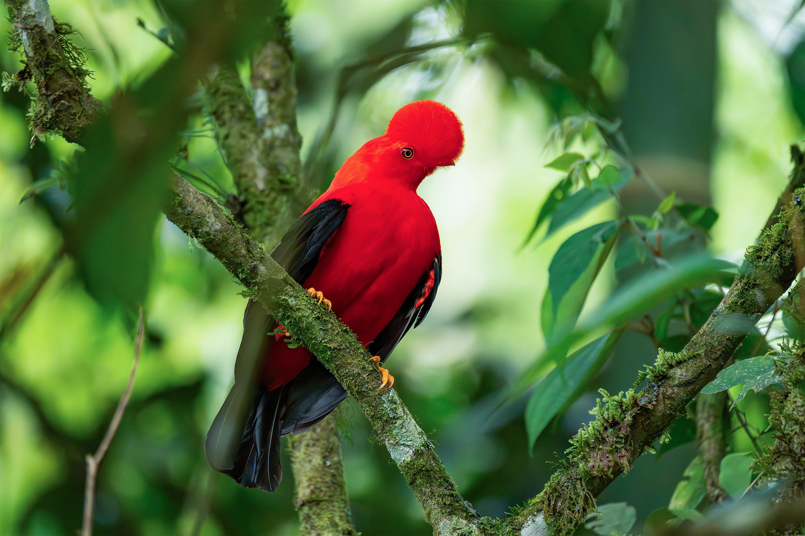 Un ave roja parada sobre la rama de un árbol