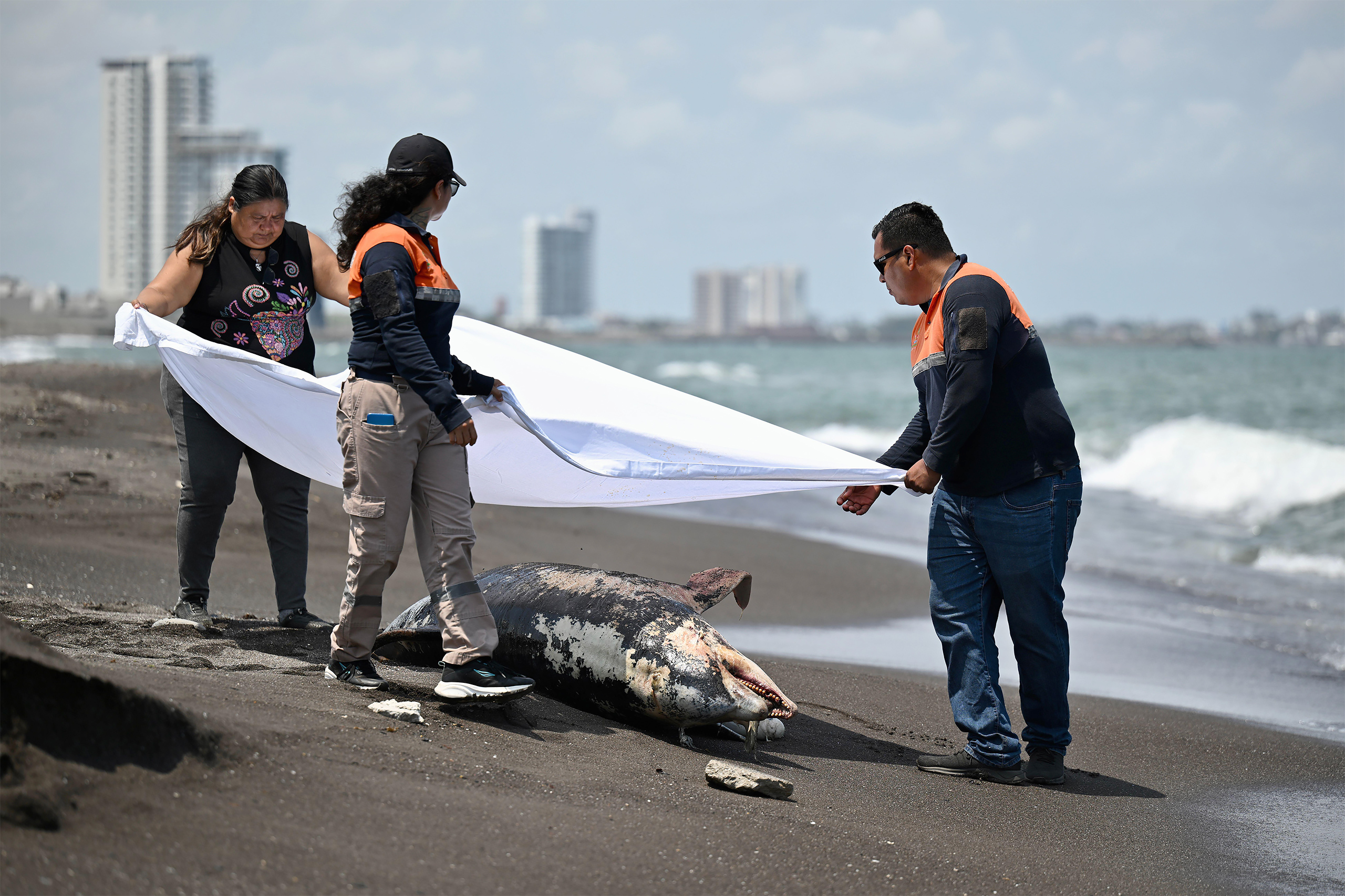 Un delfín muerto, cubierto de alquitrán, en Alvarado, Veracruz