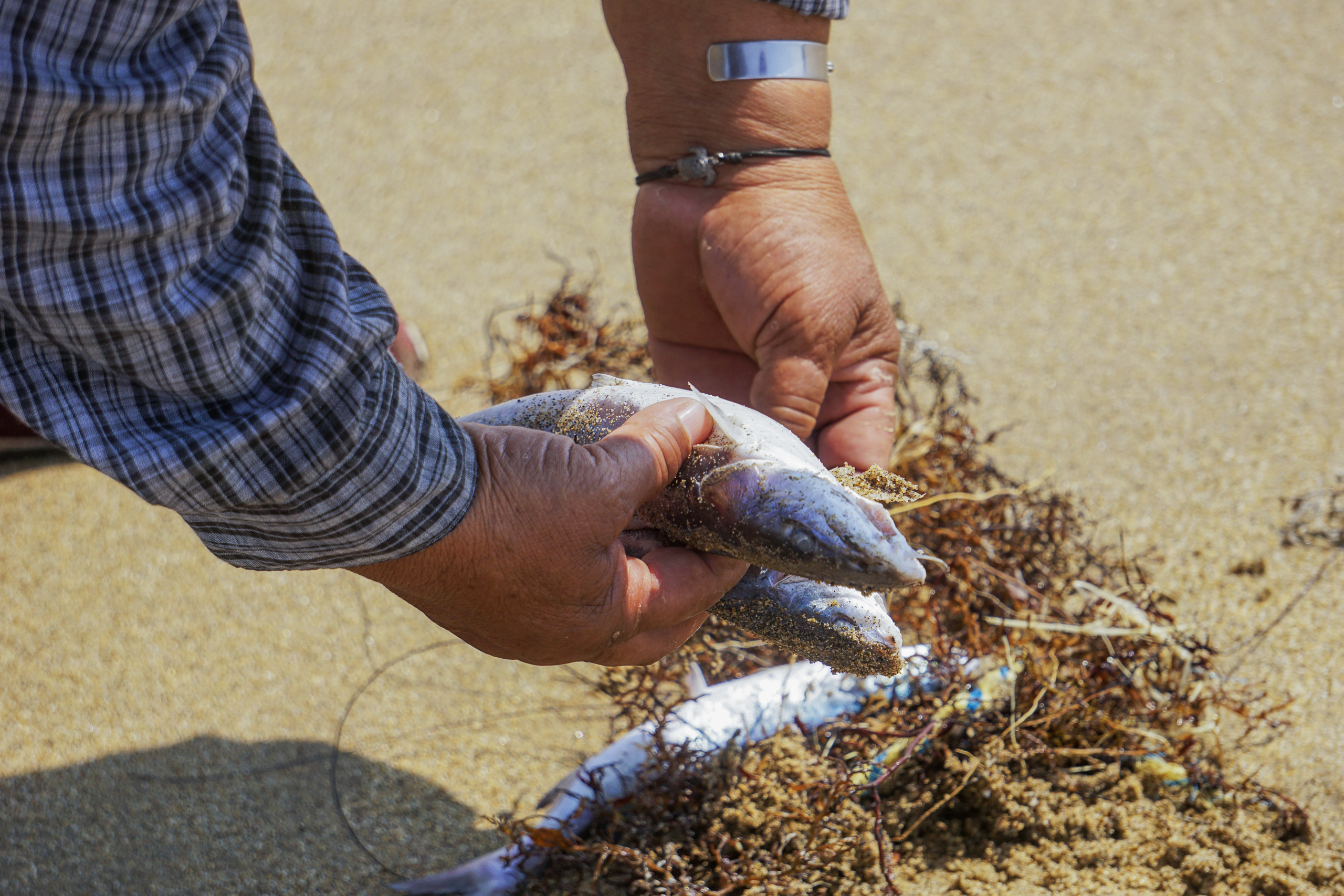 Dead fish held over sand