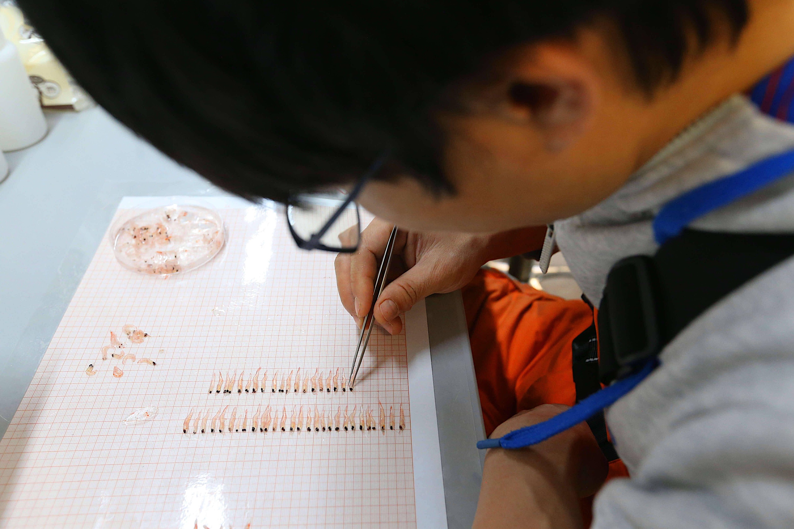 A researcher processes krill samples