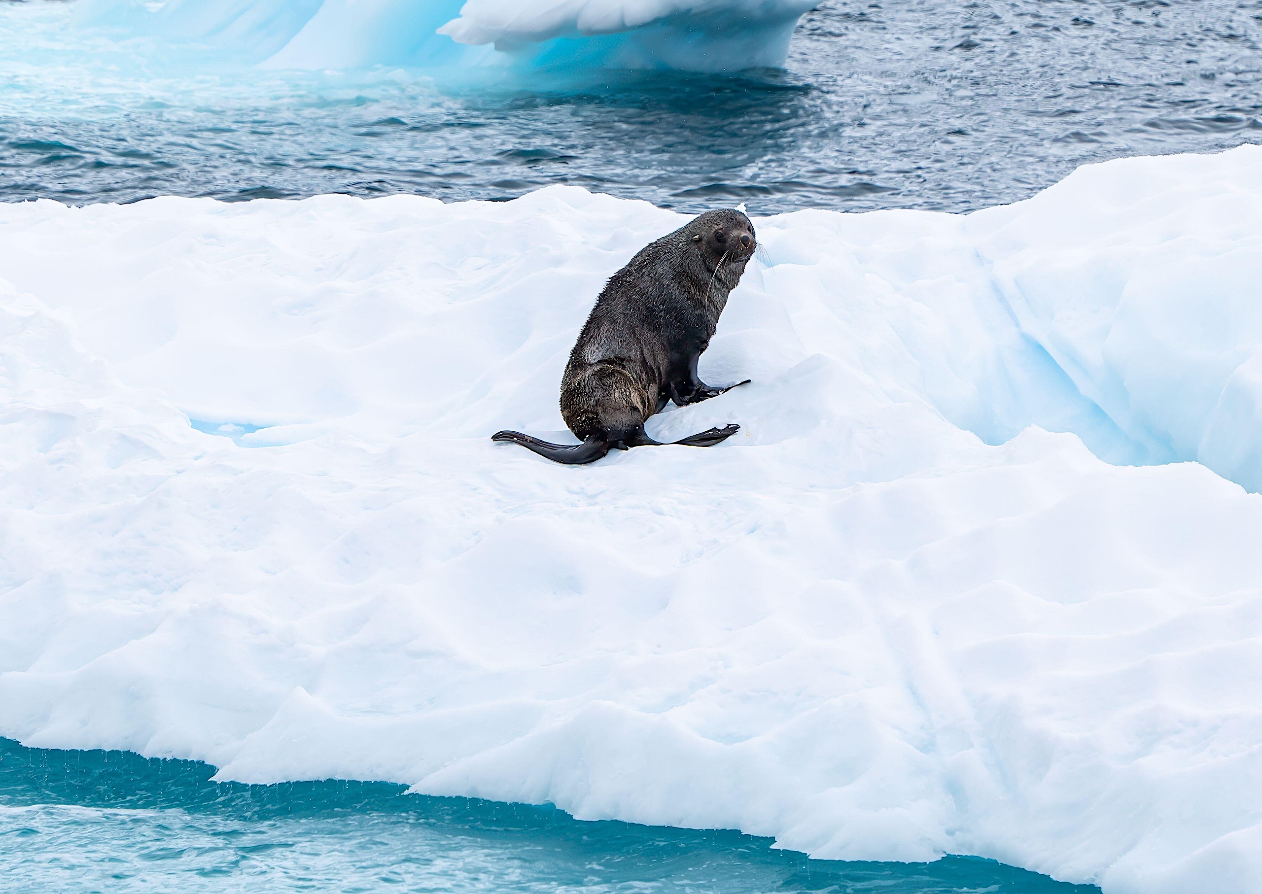 An Antarctic fur seal rests on a bright white iceberg floating in deep blue ocean water