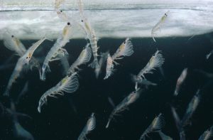 Antarctic Krill beneath ice