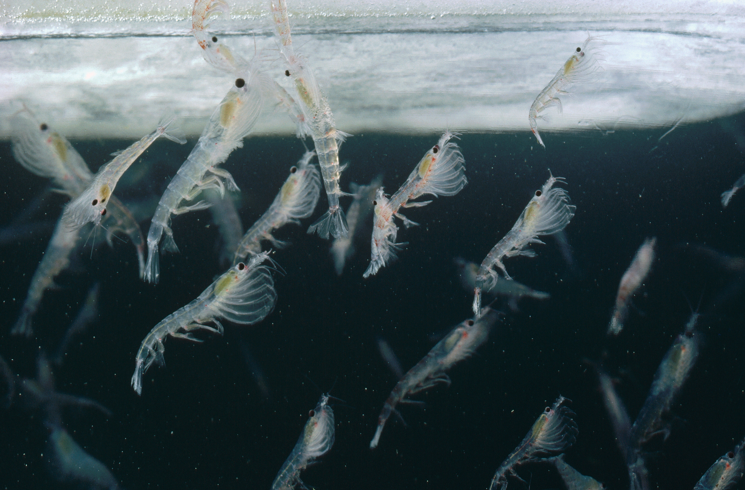 <p>Antarctic krill, crucial to the Southern Ocean food web, are in demand from several fishing nations (Image: Flip Nicklin / Minden Pictures / Alamy)</p>