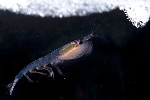 A small, translucent Antarctic krill swims in dark water