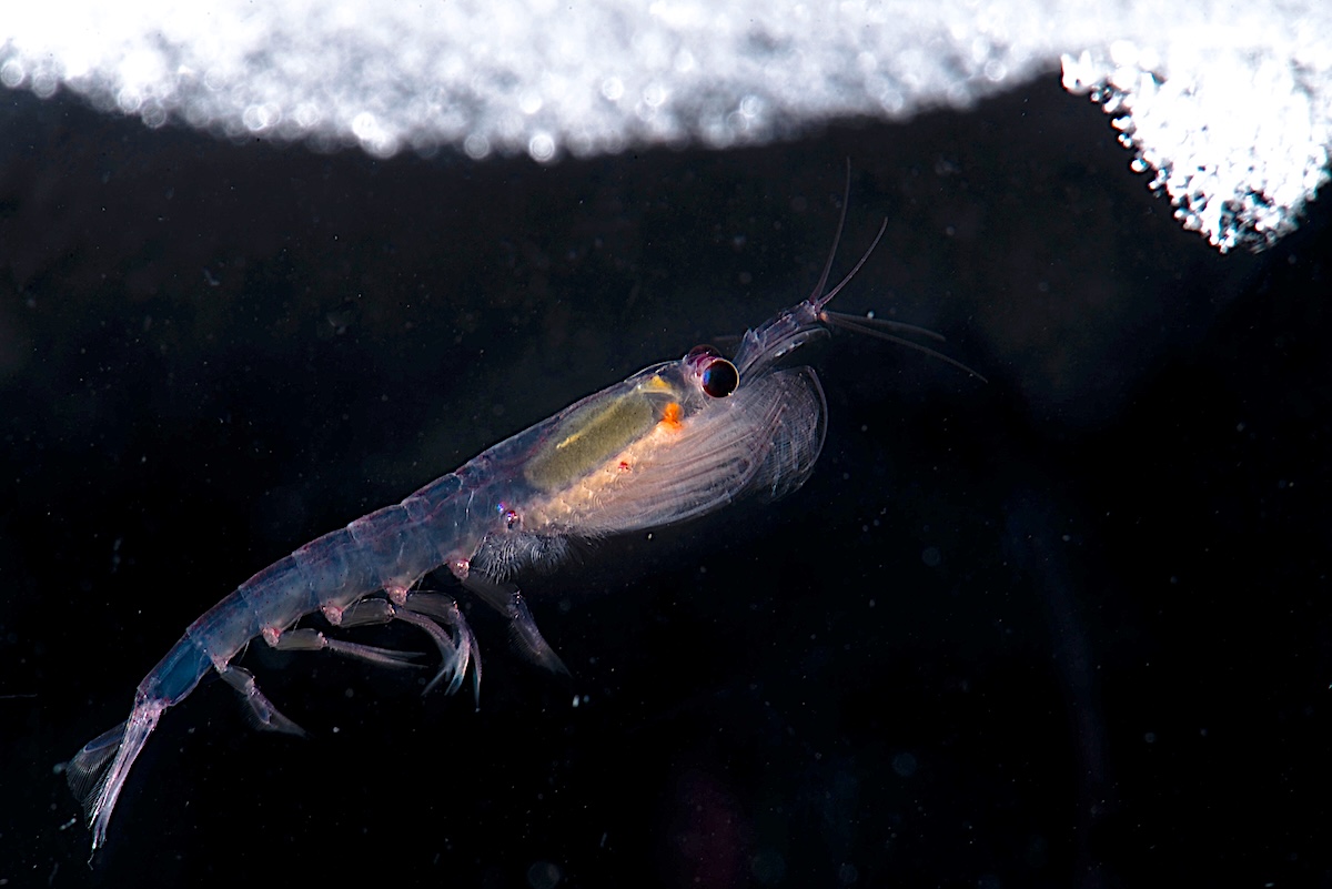 A small, translucent Antarctic krill swims in dark water