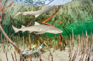 crab, fish and lemon shark pup among mangrove roots