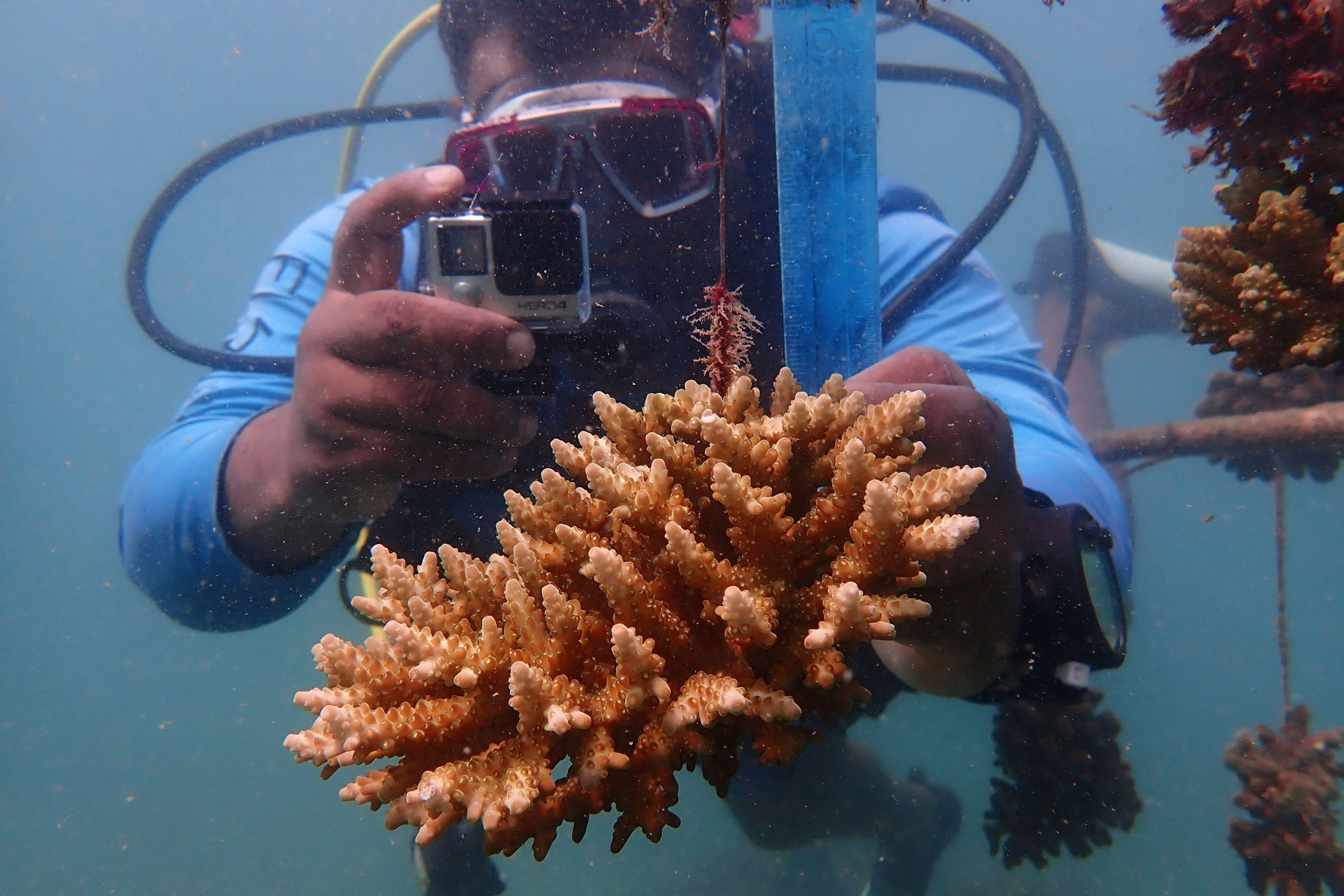 Diver with camera checks coral reef hanging on a string