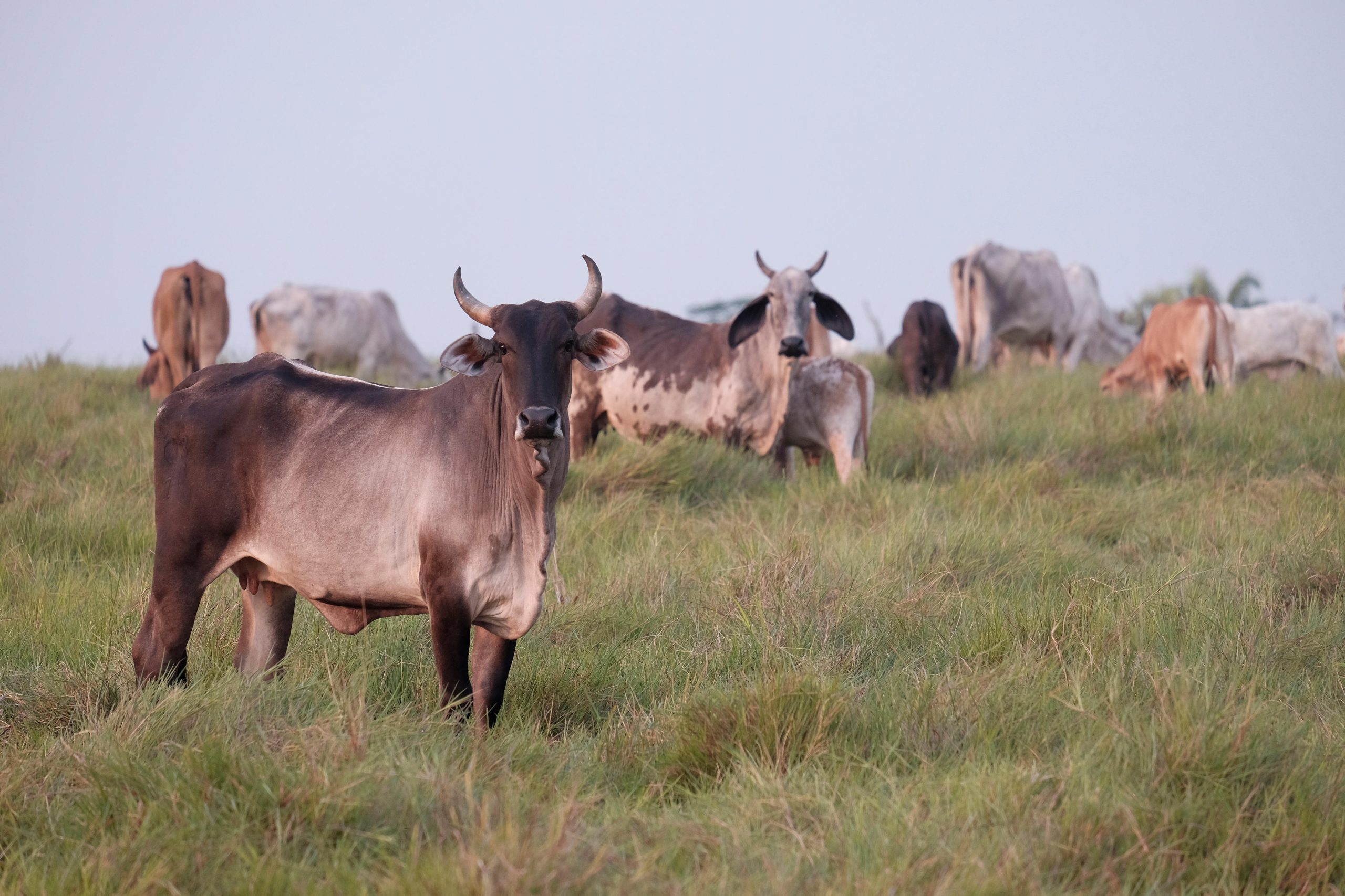 Cows grazing