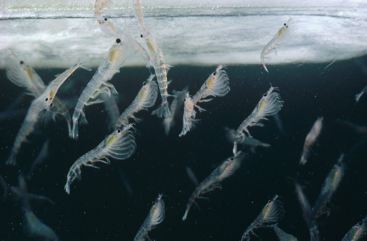 Cartas sobre la Antártica: ‘Nos preocupa el mismo tema’ | Dialogue Earth