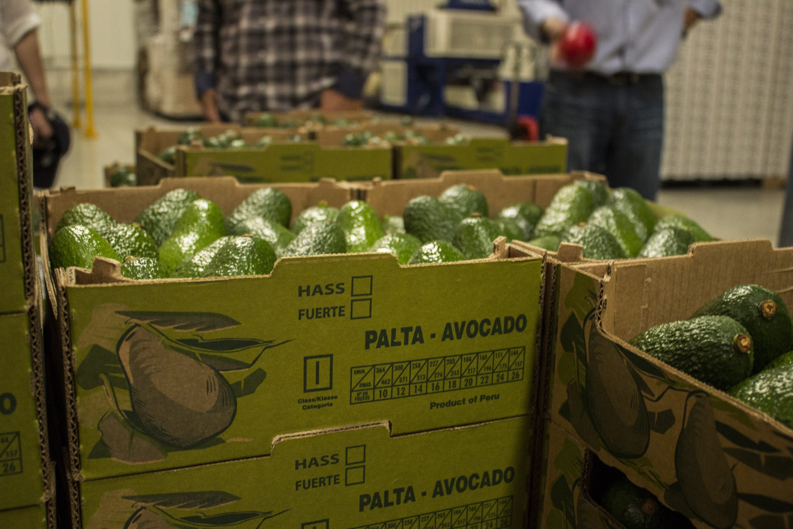avocados in box