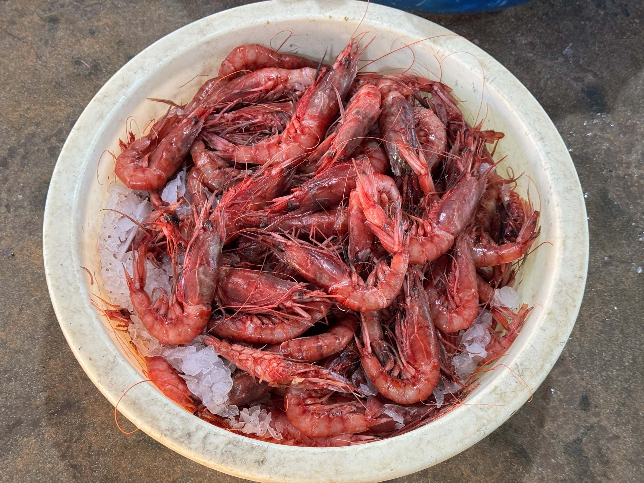 Giant red shrimp (Aristaeomorpha foliacea) on ice in bowl