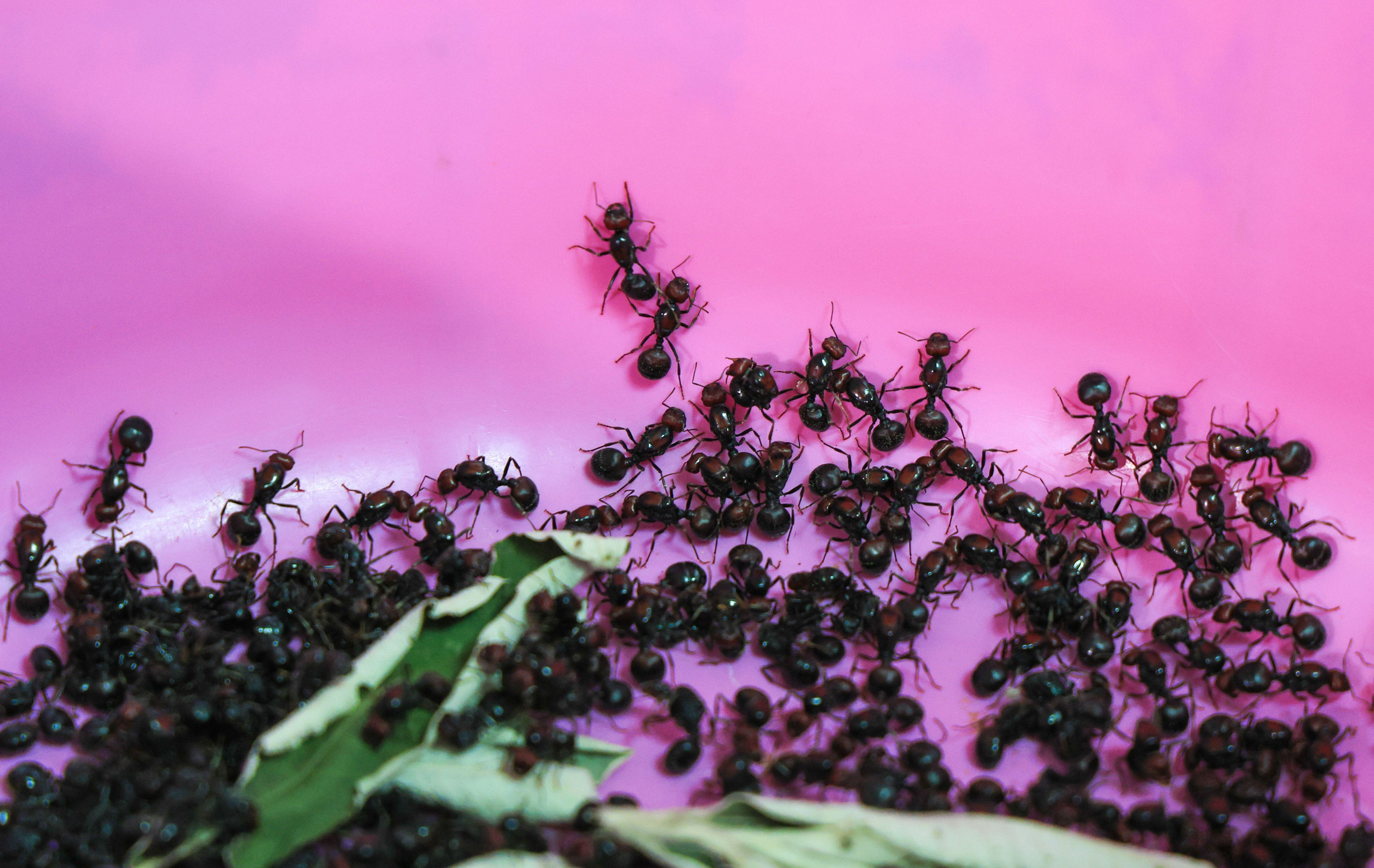 <p>Live queen ants presented in a Kenyan court during a smuggling case. A rise in ant-colony-building enthusiasts, especially in Vietnam, China and Europe, is fuelling the smuggling of ants from Kenya, experts say (Image: Andrew Kasuku / Associated Press / Alamy)</p>