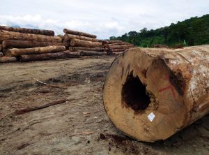 large timber logs in clearing