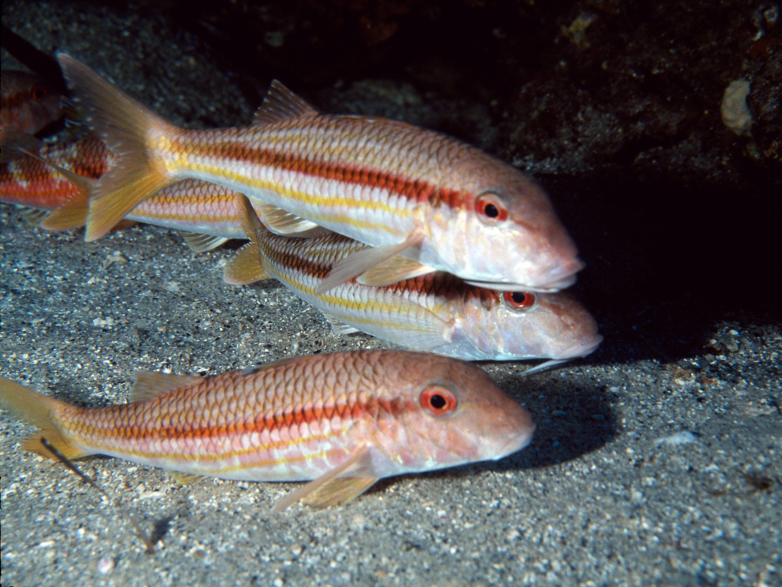 Red mullets (Mullus surmuletus) on sea floor 