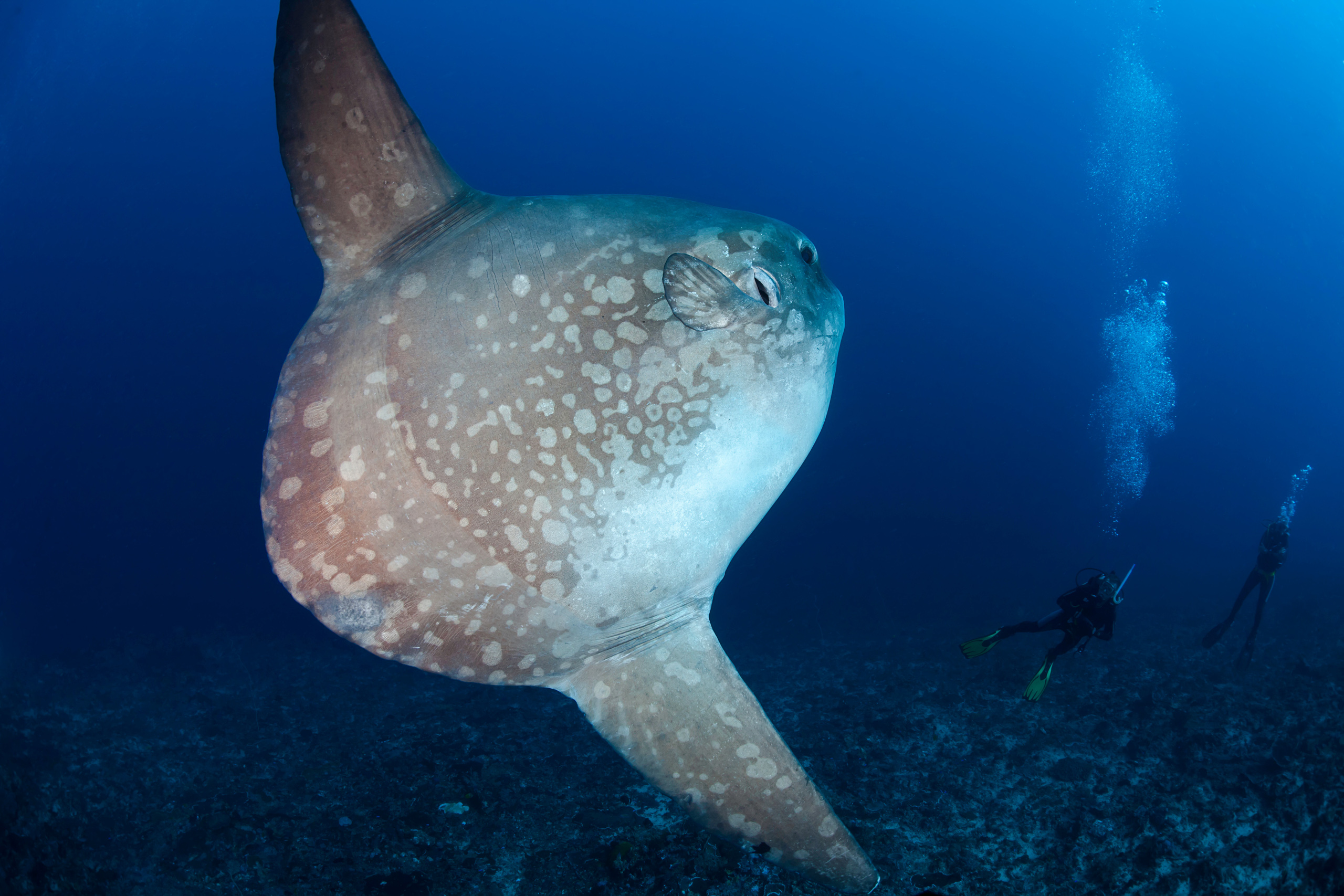 Underwater shot of big fish with divers in the background