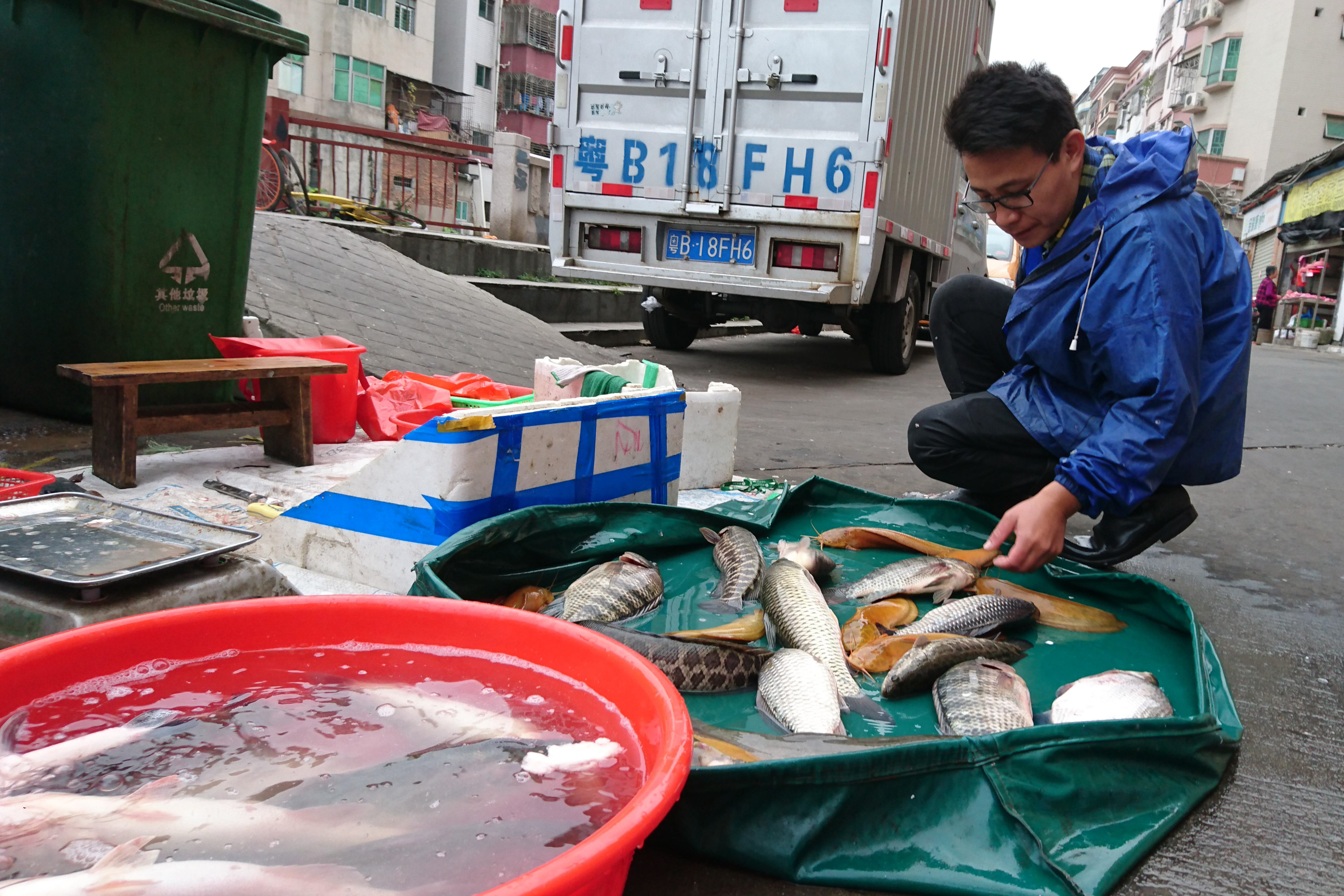 Man inspects fish on tarpaulin in street market