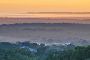 mist and golden light over forest