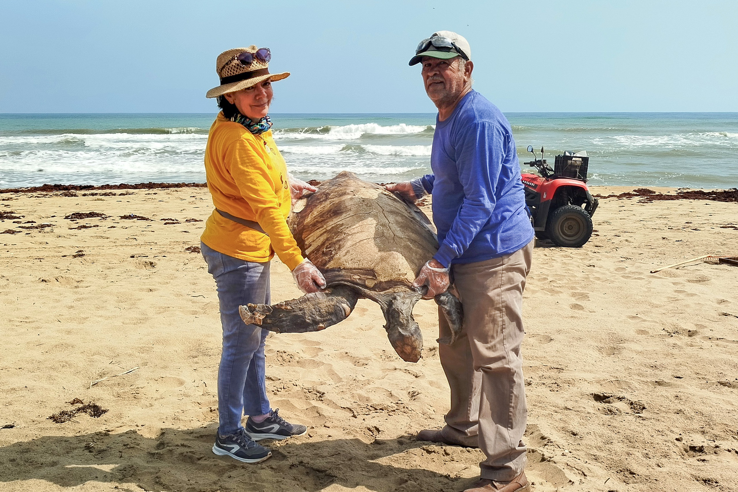 two people holding dead green turtle on beach