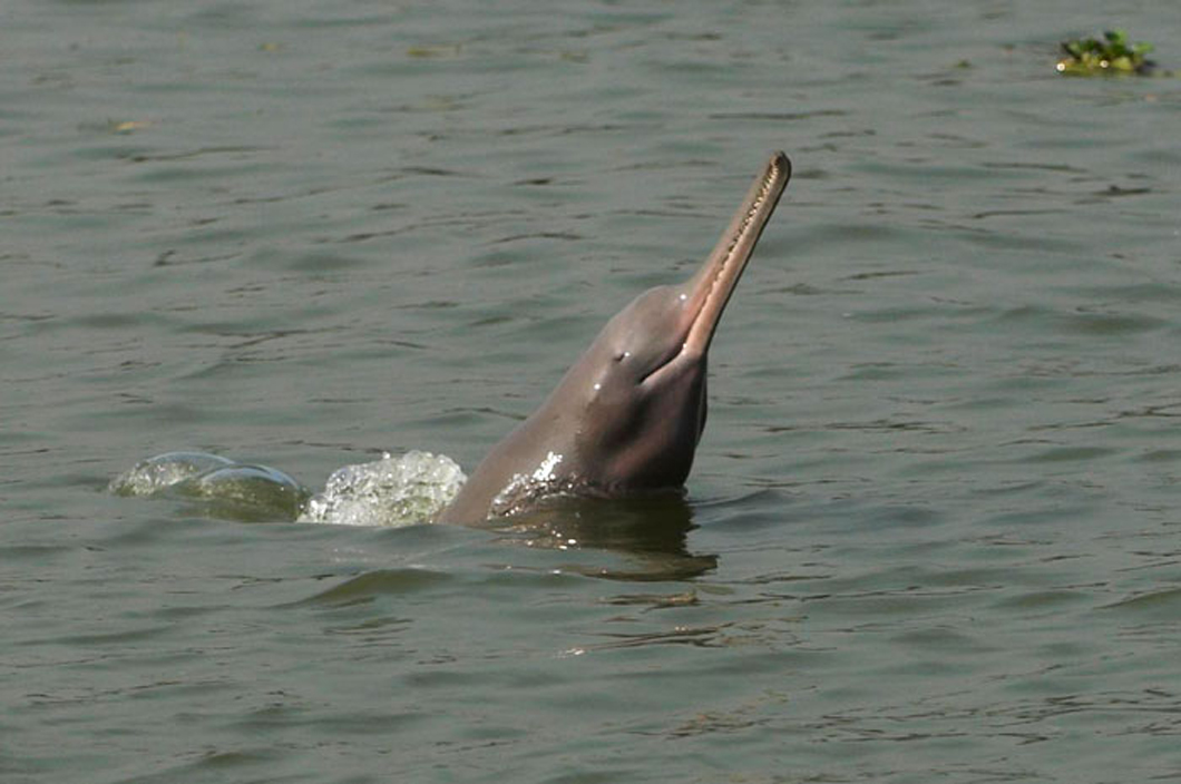 The Ganges dolphin [Image by WCS Bangladesh Program]