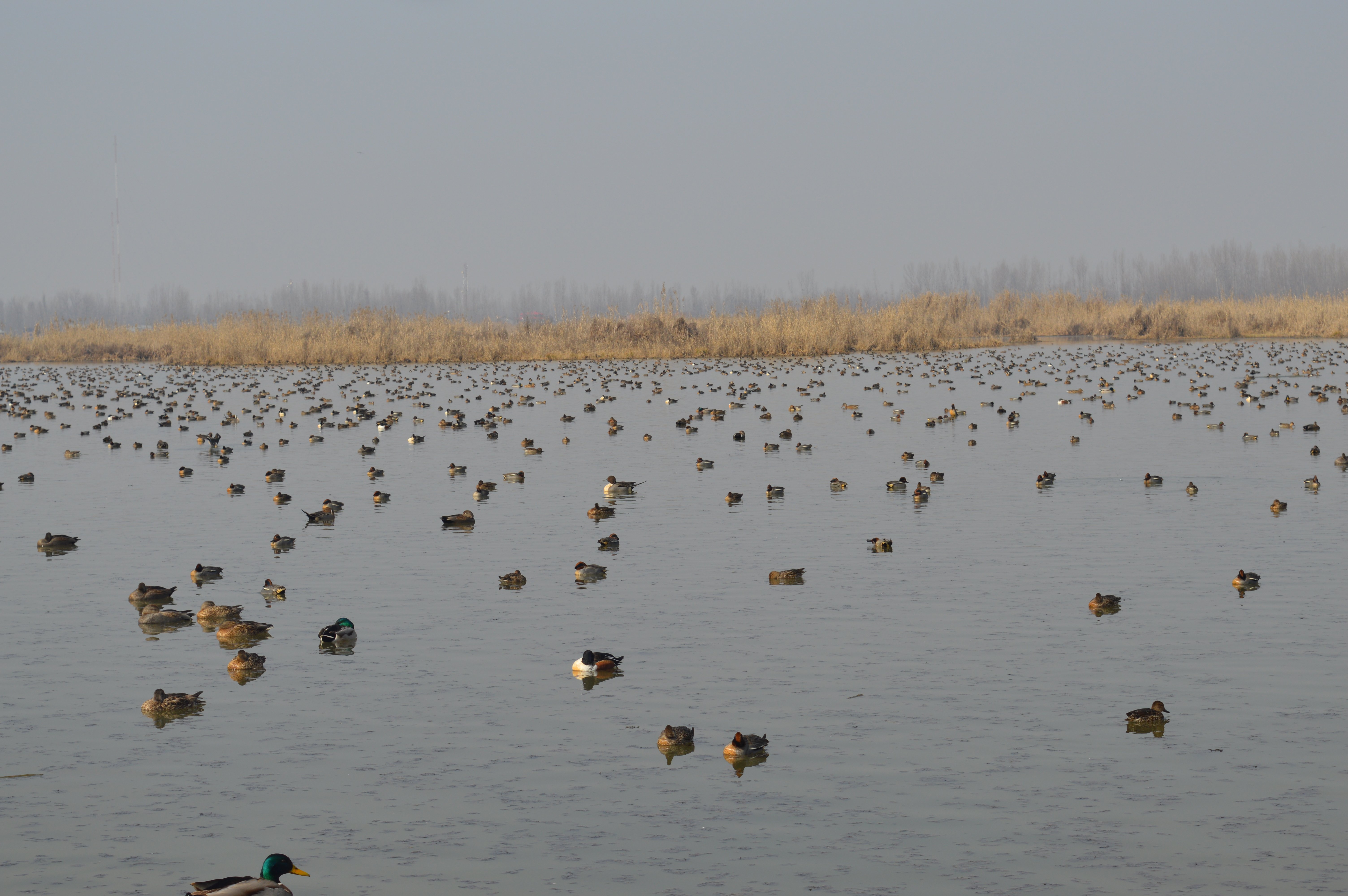 Kashmir's Hokersar Wetland, which receives around half a million migratory birds annually, has witnessed encroachment and mismanagement during the years of turmoil (credit Athar Parvaiz)