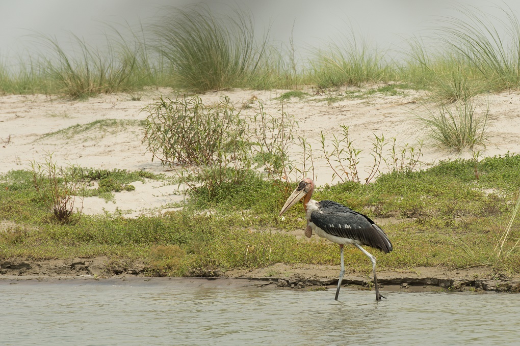 The greater adjutant stork makes for an imposing figure [image by Arati Kumar-Rao]