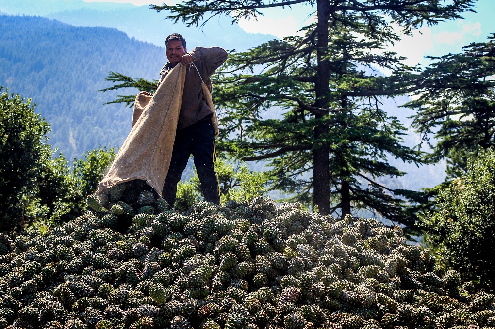 Collecting pinenuts, locally known as chilgoza [image by Sumit Mahar]