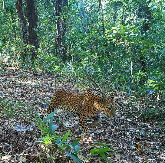 Leopard caught by camera trap on nature conservation area protected by KNU and their park rangers in a liberated zone ( Kesan wild life department) 