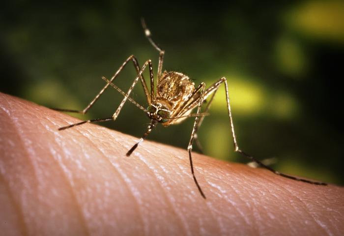 The Culex mosquito carries Japanese encephalitis (Photo by CDC) 