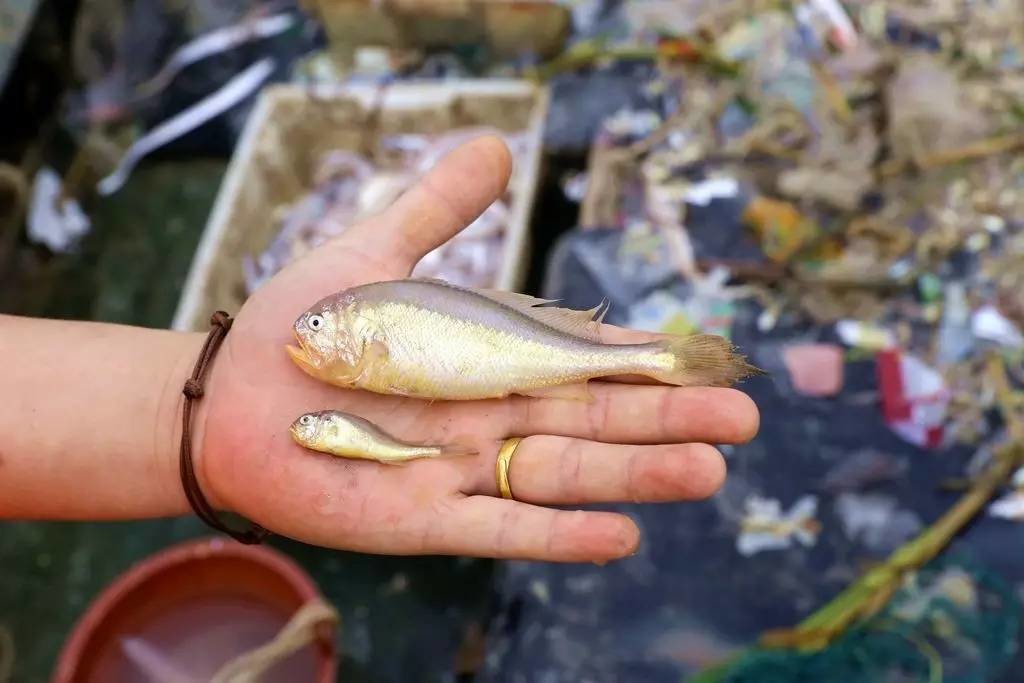 Immature, undersized yellow croakers are all that can be caught in Zhoushan these days.